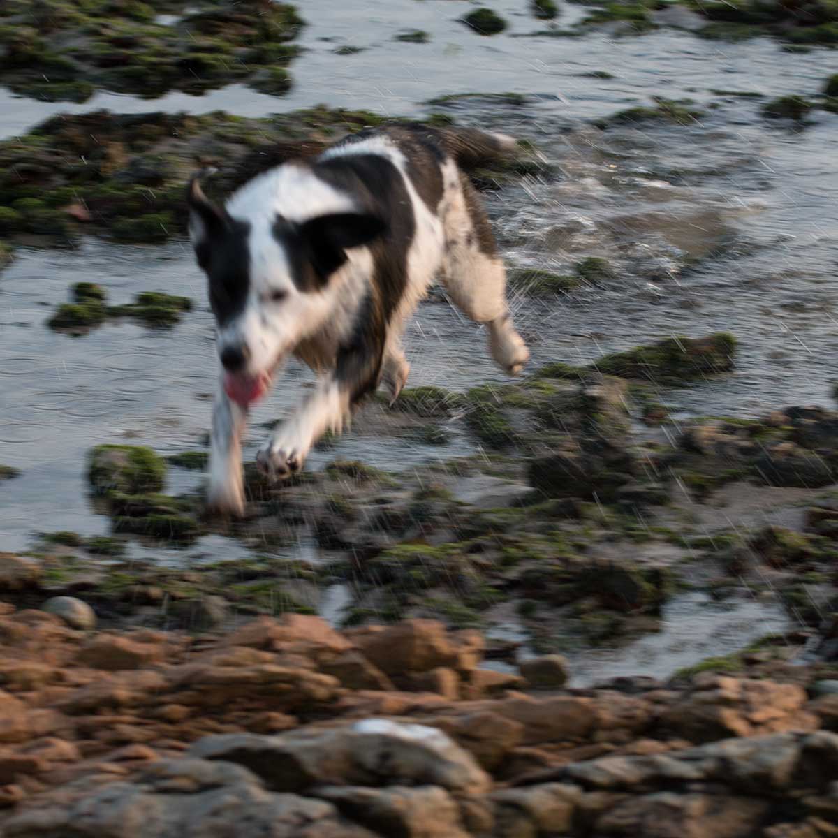 A dog running fast on a beach